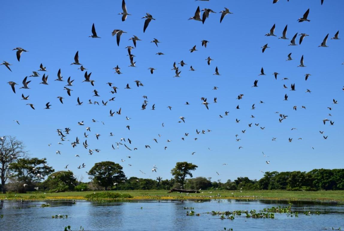Pantanal - Pousada Sia Mariana Barao de Melgaco Kültér fotó
