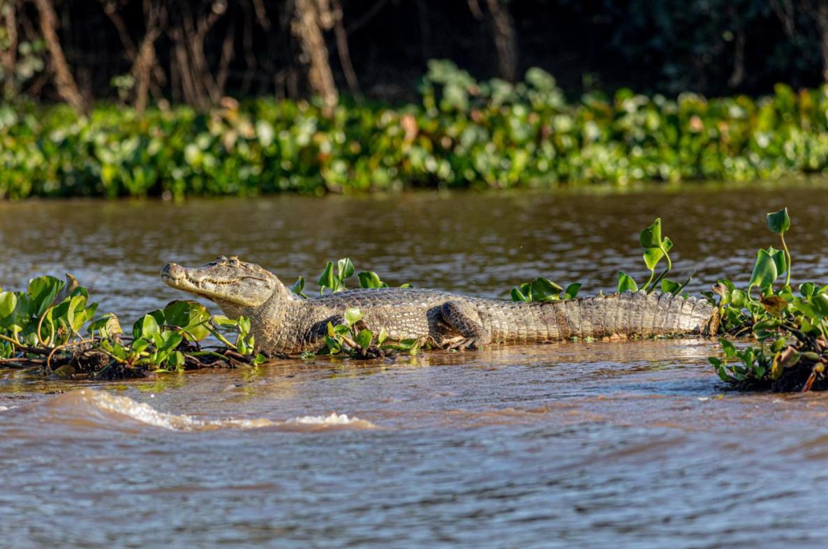 Pantanal - Pousada Sia Mariana Barao de Melgaco Kültér fotó